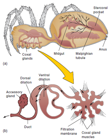 Contractile vacuoles are found in protozoa; protonephridia are found in some flatworms; metanephridia are found in earthworms; antennal (green) glands are found in crayfish; Malpighian tubules are found in insects; coxal glands are found in arachnids; and nephridia in molluscs. How are the functions of the Malpighian tubules different from the functions of other invertebrate excretory structures? FIGURE 28.14 Coxal Glands in Arachnids. ( a ) The gut and excretory systems of a spider. The stercoral pocket is a diverticulum off the hindgut that stores waste prior to waste elimination. ( b ) Coxal gland muscles attach to the thin saccular filtration membrane. These muscles promote filtration and fluid flow (black arrows) by contracting and relaxing along the tubular duct. Water and solutes are reabsorbed along the tubular duct.