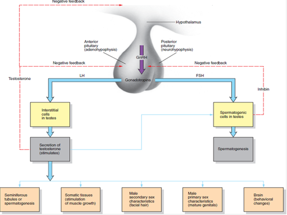 Semen consists of sperm from the testes and fluid from the seminal vesicles and prostate gland. Sexual stimulation causes erection of the penis and continued stimulation leads to ejaculation of semen. The production of sperm and secretion of testosterone from the testes is controlled by FSH and LH from the anterior pituitary gland. Would natural selection favor those males that produce more sperm over those males that produce fewer sperm? Explain your answer. FIGURE 29.8 Hormonal Control of Reproductive Function in Adult Human Males. Negative feedback mechanisms (red dashed pathways) by which the hypothalamus controls sperm maturation and the development of male secondary sexual characteristics. (GnRH = gonadotropin-releasing hormone; LH = luteinizing hormone; FSH = follicle-stimulating hormone.)  <div style=padding-top: 35px> 
