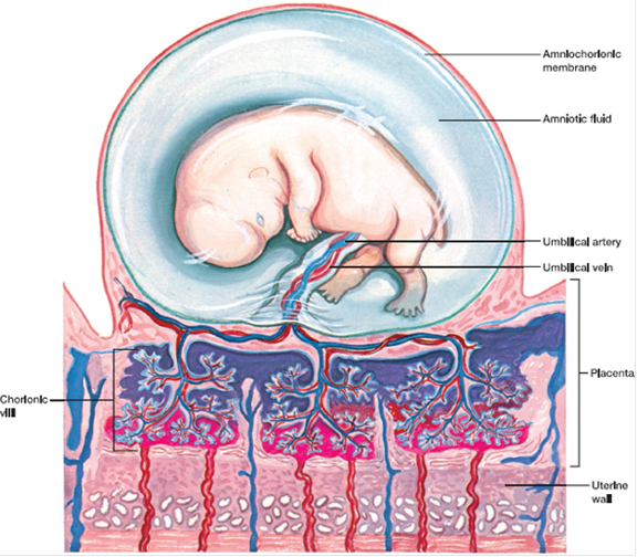 One of the most critical stages of development occurs during the first trimester of a human pregnancy. Organogenesis begins during the fourth week. During the subsequent six months, growth and maturation occur. The placenta functions as an exchange site for nutrients and gases and is also a hormone producer. Why is the circulation through the placenta like that of the lungs (see figure 29.17)? FIGURE 29.17 Fetus and Placenta at Seven Weeks. The circulations of mother and fetus are in close contact at the site of the chorionic villi, but they do not actually mix. Branches of the mother's arteries in the wall of her uterus open into pools near the chorionic villi. Oxygen and nutrients from the mother's blood diffuse into the fetal capillaries of the placenta. The fetal capillaries lead into the umbilical vein, which is enclosed within the umbilical cord. From here, the fresh blood circulates through the fetus's body. Blood that the fetus has depleted of nutrients and oxygen returns to the placenta in the umbilical arteries, which branch into capillaries, from which waste products diffuse to the maternal side.  <div style=padding-top: 35px> 