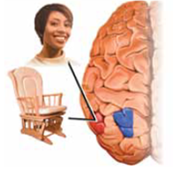 Because behavior is often so complex, psychologists study it using eight different approaches. The approach that focuses on how a person's genetic makeup, hormones, and nervous system interact with the environment to influence a wide range of behaviors is called the _____approach.