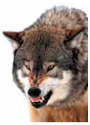 William James disagreed with Wundt's structuralism and instead emphasized the functions, goals, and purposes of the mind and its adaptation to the environment; he called this approach (a) _____. James also applied the principles of psychology to teaching, so his approach had a great effect on the field of (b) _____ psychology.