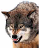 Also disagreeing with Wundt's approach was a group of psychologists, led by Wertheimer, Köhler, and Koffka, who stated that perceptions cannot be explained by breaking them down into individual elements or sensations. Instead, they believed that perceptions are more than the sum of individual sensations, an idea called the _____ approach.