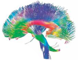 There are eight common subareas in which psychologists specialize. Psychologists interested in the assessment and treatment of people with psychological problems, such as anxiety or stress, specialize in (a) _____ psychology. Those who are interested in prejudice, attitudes, and group behaviors specialize in (b) _____ psychology. Those interested in social, emotional, and cognitive changes across the life span specialize in (c) _____ psychology. Those interested in studying sensation, perceptions, and learning, often under laboratory conditions, specialize in (d) _____ psychology. Those interested in the inter action among genes, the nervous system, and the environment choose (e) _____ psychology. Those interested in how people process, store, and retrieve information choose (f) _____ psychology. Those interested in the measurement and testing of skills, abilities, personality, and mental problems specialize in (g) _____, and those interested in the relationships of people and their work specialize in (h) _____ psychology.