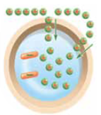 If an axon membrane is in a state similar to a discharging battery, the axon is generating an (a) _____. During this potential, the chemical gates open and positively charged (b) _____ rush inside, changing the inside of the membrane to a (c) _____ charge, while the outside of the membrane has a (d) _____ charge. As the action potential moves down the axon, it is called an (e) _____. Once it is generated, the impulse travels from the beginning to the end of the axon; this phenomenon is referred to as the (f) _____.