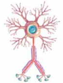 Although neurons come in wondrous shapes and sizes, they all share three structures. The structure that maintains the entire neuron in working order, manufactures chemicals, and provides fuel is called the (a) _____. The structure with many branchlike extensions that receive signals from other neurons, muscles, or organs and conduct these signals to the cell body is called a (b) _____. The single threadlike extension that leaves the cell body and carries signals to other neurons, muscles, or organs is called the (c) _____. At the very end of this structure are individual swellings called (d) _____ , which contain tiny vesicles filled with (e) _____.