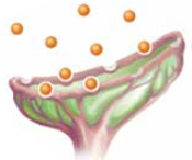 Once started, the action potential will reach the end bulbs at the end of the axon. The action potential excites the end bulbs and causes them to secrete (a) _____ that were stored in the end bulbs. Neurotransmitters function like chemical keys that unlock chemical locks or (b) _____ , which are located on neighboring neurons, muscles, or other organs. If neurotransmitters open the receptors' locks on neighboring cells, they are said to be (c) _____. If neurotransmitters block the receptors' locks, they are said to be (d) _____. Because of these different actions, neurotransmitters can cause different and even opposite responses in neurons, muscles, or organs. Chemicals that are smaller than neurotransmitters yet are also used by neurons to communicate with each other are called (e) _____.