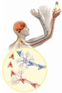 The movement of automatically withdrawing your hand after touching a hot object is called a (a) _____ , which involves several or more neurons. Information is carried to the spinal cord by the (b) _____ neuron. Information is carried from the spinal cord to the muscle by the (c) _____ neuron. Connections between efferent (motor) and afferent (sensory) neurons are made by relatively short (d) _____ , which also send signals to the brain. The functions of reflexes include protecting body parts from (e) _____ and automatically regulating the (f) responses of the body.