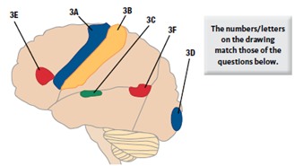 the cortical area that controls voluntary movements is called the (a) _____ and is located in the (b) _____ lobe. B. the cortical area that receives input from sensory receptors in the skin, muscles, and joints is called the (a) _____ and is located in the (b) _____ lobe. C. the cortical area that receives input from sensory receptors in the ears is called the (a) _____ and is located in the (b) _____ lobe. D. the cortical area that receives input from sensory receptors in the eyes is called the (a) _____ and is located in the (b) _____ lobe. E. the cortical area that is necessary to produce words and arrange them into sentences is called (a) _____ and is located in the (b) _____ lobe. F. the cortical area that is necessary for understanding spoken and written words and putting words into meaningful sentences is called (a) _____ and is located in the (b) _____ lobe.