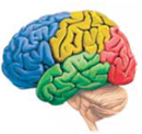 An area on the upper edge of the temporal lobe that receives signals from receptors in the ears and changes them into basic auditory sensations is called the (a) _____. For most individuals, an area in the left temporal lobe is involved in understanding and speaking coherently; it is called (b) _____ area. Damage to this area results in inability to understand spoken and written speech or to speak coherently, a problem called (c) _____ An area in the frontal lobe, called (d) _____, is necessary for producing words and arranging them into fluent sentences. If this area is damaged, the result is a speech problem called (e) _____.  