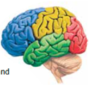 The vast majority of the cortex making up the four lobes is involved in adding meaning, interpretations, and associations to sensory stimuli, as well as in many cognitive functions. Together, these areas are called _____ areas.