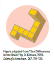 Structural or functional differences in the brain that arise from being male or female are called _____. One example of sex differences in the brain is that males primarily use the frontal area to solve spatial problems, while females use the parietal-temporal area.