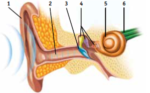 The band of fibers called the _____ carries nerve impulses from the cochlea to the brain.