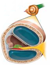 The middle ear has three tiny bones (hammer, anvil, and stirrup), which together are called (a) _____ Vibrations in the tympanic membrane produce mechanical movements in the ossicles, the third of which is attached to another thin membrane, called the (b) _____ , which is made to vibrate.