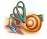 Besides the cochlea, the inner ear contains three arch-shaped, fluid-filled structures called _____ The movement of fluid in these organs provides signals that the brain interprets in terms of the movement and position of the head and body.