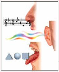 Taste Shapes? Hear Colors? Smell Sounds?  When Carol Crane hears the sound of guitars, she feels as if someone is blowing on her ankles. Hearing the piano gives her a tapping sensation on her chest. Hearing jazz music makes her feel as if heavy, sharp raindrops are falling all over her body! When Carol looks at the number 4, she sees red, and when she looks at the letter b, she sees blue. Carol is different from most other people because of the complex way she experiences many sensations. Carol has an uncommon condition called synesthesia, which means when one of her senses gets stimulated, another sense automatically, involuntarily gets stimulated too. Perceiving colors with letters and numbers is the most common form of synesthesia. Less common types include experiencing sounds with smells and shapes with flavors. Sometimes, the associations are reasonable or logical, such as the smell of lemons leading people to see yellow. But, other times, the associations are surprising, such as the smell of lavender leading people to see green and to feel stickiness. Many people with synesthesia enjoy their special abilities; however, there is a real downside for others. Some people experience unpleasant associations, such as the awful taste of earwax when hearing certain words. As you can imagine, this can make reading very unpleasant! As a result of having multiple senses stimulated, people can experience distractions at work, while reading or studying, or while driving and looking at road signs. These unique experiences can be frustrating because they are frequent and automatic, making them very difficult to prevent or stop. Researchers have been studying people with synesthesia and have learned some fascinating things. In people with synesthesia, the signals that come from sensory organs, such as the eyes and ears, travel to places in the brain they shouldn't necessarily be going to, which leads to the signals being interpreted as multiple sensations. For example, when people experience color sensations when hearing words, hearing words activates areas of the brain responsible for both hearing and vision. Other biological research suggests that synesthesia runs in families. Researchers have identified specific chromosomal regions associated with auditory-visual synesthesia, which is when people see colors in response to sounds. Still, the genetic basis for synesthesia is complex and understanding how it develops requires much further study. Researchers are hopeful that understanding the genetic involvement in synesthesia will also help them better understand how the brain is organized and how different areas are connected, ultimately leading to a better understanding of human perception. The seemingly endless variations of synesthesia highlight the differences in how individuals perceive the world. The research on synesthesia confirms that the brain filters what it perceives and that perception is a highly individualized process.    Question Does having synesthesia help improve your memory?