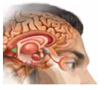 Near the center of the human brain is an oval group of cells, collectively called the pineal gland, that secrete a hormone called (a) _____. The gland secretes the hormone during dark periods and stops when it gets light. In many animals, this hormone plays a major role in the regulation of (b) _____rhythms.  