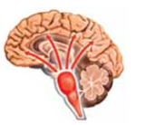 Going to sleep is regulated by the following factors. An area in the hypothalamus that is the master sleep switch is called the (a) _____. An area in the hypothalamus that regulates circadian rhythms Is called the (b) _____nucleus. A brain area that contributes to our staying awake by sending neural signals that alert and arouse the forebrain is called the (c) _____. Several different sleep chemicals and (d) _____, some of which are made in the pons, regulate going into and out of the stages of sleep. In addition, we go to sleep several hours after a fall in body (e) _____and get up when it starts to rise.  