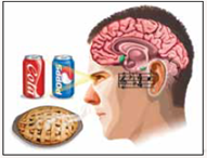 Marketing Changes Your Brain  What guides your preference for Coke or Pepsi? McDonald's or Burger King? Can these choices be explained as a matter of taste preference, or is there something occurring in the brain that makes us choose one over the other? Neuroscientists have been discovering how marketing companies direct us to choose their products. Take, for instance, Coke ® and Pepsi ® , which are almost identical chemically and physically, yet people usually have a strong preference for one over the other. In one study, researchers found that when participants didn't know which brand of cola they were drinking, they were equally likely to choose Coke or Pepsi as their favorite. Also, the part of the brain that responds to rewards or pleasure was activated as they drank either cola. When participants had knowledge about which cola they were drinking, they were more likely to prefer Coke and their brain activity explains why-not only was there increased activity in the part of the brain that responds to rewards, but memory-related brain regions involved in recalling cultural influences were also activated. The same was not true for Pepsi. These results suggest that the marketing messages about brands of cola influence our brains in a way that likely alters our taste perception or preference. We've seen how marketing influences us to purchase a particular cola, but are marketing techniques aimed to get us to quit using addictive drugs powerful enough to change our behavior? Researchers found that warning labels on cigarette packs actually stimulate the pleasure area of the brain, which brings on cigarette cravings. The warning labels are aimed to reduce smoking, but they may just increase profits for tobacco companies! Marketing companies also take advantage of our hearing to get us to make purchases. In one study, shoppers purchased wines from different countries based on the music being played at the store. Shoppers were more likely to purchase French wine when French music was played and more likely to purchase German wine when German music was played. And, let's not forget about smell. Smell, more than any other sense, is connected to the brain areas that process motivations and emotions. This means that if businesses use attractive scents, we may make purchases based on impulse rather than rational thought. This is why supermarkets place their bakery near the entrance. The smell of fresh oven-baked bread or pies puts a big smile on our faces and activates the emotional centers in our brain. Consequently, we are likely to spend more money while shopping. By applying neuroscience to marketing, we now better understand the complex, mostly unconscious forces that influence our preferences and purchase decisions. The question remains, however: Now that we know about these clever marketing techniques, can we resist these powerful influences when making purchasing decisions, or will many of our buying decisions continue to take place deep below our conscious awareness?    Question What can explain why the smell of fresh baked goods makes us smile?
