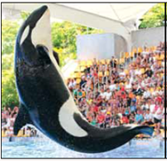 How Do You Train a Killer Whale?  If you have ever been to a marine park, then you most certainly have been entertained by watching the marvelous marine animal performances. In one show an enormous killer whale jumps through a ring suspended in air, waves to audience members with its fins, swims backward while standing up on its tail, and gently kisses a brave volunteer. Whales are taught to perform these impressive behaviors with the use of operant and classical conditioning techniques. Operant conditioning is used to train whales because when the consequences of performing a specific behavior are reinforcing, the whale will likely repeat the behavior. Positive reinforcers for whales may include food, toys, back scratches, being sprayed with a hose, or another favorite activity. Giving the whale positive reinforcers immediately after it performs a specific behavior makes it likely that the behavior will increase in frequency, duration, and intensity in a similar situation. The use of classical conditioning is also necessary to teach a whale to perform complex behaviors. Because it is not always possible to reinforce the whale immediately after it performs a specific behavior, trainers must use a signal (whistle) to provide the whale with immediate feedback that it has correctly performed the desired behavior. A whale learns the meaning of the whistle by the trainer whistling before giving the whale food. Over the course of several trials, the whale comes to associate the whistle with receiving food and the whale performs the behavior to get the reinforcement. Once the association between the whistle and the reinforcer is established, whales can be taught to perform complex behaviors. First, the whale is taught to follow a target, such as a long stick with a ball at the end. The target guides the whale in a direction, and when the target touches the whale, the trainer blows the whistle and reinforces the whale. After this is done several times, the target is moved farther away and the trainer waits for the whale to touch it before providing reinforcement. The whale learns that making contact with the target results in being reinforced. Now, when the whale performs a behavior that is close to the desired behavior, the trainer whistles and the whale approaches to receive a positive reinforcer. Teaching whales to perform behaviors may appear like a relatively easy task while watching the trainers and whales interact on stage, but the truth is that training whales to perform is challenging and dangerous work. Trainers need to be committed, patient, and friendly to earn the whale's trust, and even then it can take months or even years to teach a whale a complex set of behaviors. Also, the deadly killer whale attack on his longtime trainer that took place at SeaWorld is a tragic reminder of the killer in even the best-trained whales.    Question In this training example, what is the neutral stimulus? Unconditioned stimulus? Conditioned stimulus?