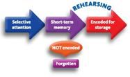 If you pay attention to information in sensory memory, it is automatically transferred into short-term memory, which has two main characteristics. The first is that unrehearsed information will disappear after 2-30 seconds, indicating that short-term memory has a limited (a) _____. The second characteristic is that short-term memory can hold only about seven items (plus or minus two), indicating that short-term memory has a limited (b) _____. You can increase the length of time that information remains in short-term memory by intentionally repeating the information, which is called (c) _____. You can considerably increase the capacity of short-term memory by combining separate items of information into larger units, which is called (d) _____.  
