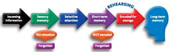 If information in short-term memory is not (a) _____, it will disappear in 2-30 seconds. If you rehearse or think about information in short-term memory, it may be transferred into long-term memory. The transfer of information from short-term into long-term memory is controlled by a process called (b) _____. In some cases, information is transferred automatically; in other cases, this transfer process may require deliberate effort.