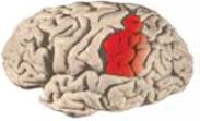 In looking for physical differences in Einstein's brain, researchers found that he had a 15% wider (a) _____, which is involved in visual-spatial and mathematical thinking. By using MRI brain scans and intelligence tests, researchers found that the thickness of the brain's cortex began (b) _____ in highly intelligent children, but became (c) _____ than the cortexes in children with average intelligence by adolescence. By the age of 19, the cortex of highly intelligent children was (d) _____ in thickness to that of children with average intelligence.