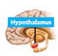 Biological cues for hunger that come from the stomach, liver, intestines, and fat cells are called (a) _____ cues. Biological cues that come from the brain are called (b) _____ cues.