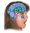 Emotions have four qualities: They are expressed in stereotypical (a) _____ expressions and have distinctive (b) _____ responses; they are less controllable and may not respond to (c) _____; they influence many (d) _____ functions; and some emotions, such as smiling, are (e) _____ in the brain. The brain area that functions to detect and evaluate stimuli, especially threatening ones, and to store memories with emotional content is called the (f) _____ Because this brain structure receives sensory information so quickly, it triggers a fearful reaction without (g) _____. The brain structure involved in producing emotions from thoughts alone and in analyzing the emotional consequences of actions is called the (h) _____.  