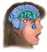 Emotions have four qualities: They are expressed in stereotypical (a) _____ expressions and have distinctive (b) _____ responses; they are less controllable and may not respond to (c) _____; they influence many (d) _____ functions; and some emotions, such as smiling, are (e) _____ in the brain. The brain area that functions to detect and evaluate stimuli, especially threatening ones, and to store memories with emotional content is called the (f) _____. Because this brain structure receives sensory information so quickly, it triggers a fearful reaction without (g) _____. The brain structure involved in producing emotions from thoughts alone and in analyzing the emotional consequences of actions is called the (h) _____.