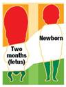 The newborn comes into the world with relatively well-developed sensory and perceptual responses. For example, the newborn can see, but his or her ability to see details, such as on (a) _____ is poor. Six-month-old infants will not crawl off the visual cliff, indicating that they have developed (b) _____ perception. Newborns have good hearing, touch, and smell and an inherited preference for sweet and salt tastes.  