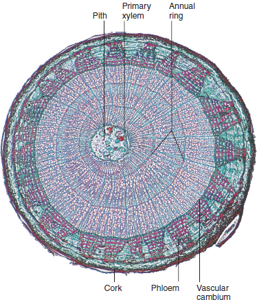 How old is the woody stem pictured in Figure 3.7 Was it cut down in the spring or summer Figure 3.7 Anatomy of a woody stem.