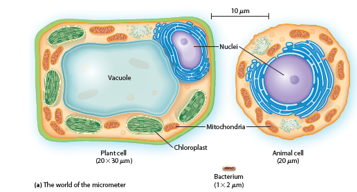 1-4: QUANTITATIVE Limits of Resolution Then and Now. Based on what you learned in this chapter about the limit of resolution of a light microscope, answer each of the following questions. Assume that the unaided human eye has a limit of resolution of about 0.25 mm and that a modern light microscope has a useful magnification of about 1000×.  (a)Define limit of resolution in your own words. What was the limit of resolution of Hooke's microscope What about van Leeuwenhoek's microscope  (b)What are the approximate dimensions of the smallest structure that Hooke would have been able to observe with his microscope Would he have been able to see any of the structures shown in Figure 1-3a If so, which ones And if not, why not  (c)What are the approximate dimensions of the smallest structure that van Leeuwenhoek would have been able to observe with his microscope Would he have been able to see any of the structures shown in Figure 1-3a If so, which ones And if not, why not  (d)What are the approximate dimensions of the smallest structure that a contemporary cell biologist should be able to observe with a modern light microscope  (e)Consider the eight structures shown in Figure 1-3a and 1-3b. Which of these structures would both Hooke and van Leeuwenhoek have been able to see with their respective microscopes Which, if any, would van Leeuwenhoek have been able to see that Hooke could not Explain your reasoning. Which, if any, that neither Hooke nor van Leeuwenhoek could see would a contemporary cell biologist be able to see using a modern light microscope  Reference Figure 1-3a:      Reference Figure 1-3b:    