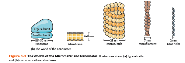 1-4: QUANTITATIVE Limits of Resolution Then and Now. Based on what you learned in this chapter about the limit of resolution of a light microscope, answer each of the following questions. Assume that the unaided human eye has a limit of resolution of about 0.25 mm and that a modern light microscope has a useful magnification of about 1000×.  (a)Define limit of resolution in your own words. What was the limit of resolution of Hooke's microscope What about van Leeuwenhoek's microscope  (b)What are the approximate dimensions of the smallest structure that Hooke would have been able to observe with his microscope Would he have been able to see any of the structures shown in Figure 1-3a If so, which ones And if not, why not  (c)What are the approximate dimensions of the smallest structure that van Leeuwenhoek would have been able to observe with his microscope Would he have been able to see any of the structures shown in Figure 1-3a If so, which ones And if not, why not  (d)What are the approximate dimensions of the smallest structure that a contemporary cell biologist should be able to observe with a modern light microscope  (e)Consider the eight structures shown in Figure 1-3a and 1-3b. Which of these structures would both Hooke and van Leeuwenhoek have been able to see with their respective microscopes Which, if any, would van Leeuwenhoek have been able to see that Hooke could not Explain your reasoning. Which, if any, that neither Hooke nor van Leeuwenhoek could see would a contemporary cell biologist be able to see using a modern light microscope  Reference Figure 1-3a:      Reference Figure 1-3b:    