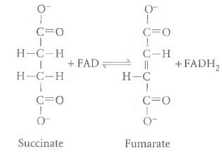 Succinate Oxidation. The oxidation of succinate to fumarate is an important cellular reaction because it is one of the steps in the tricarboxylic acid (TCA)cycle (see Chapter 10). The two hydrogen atoms that are removed from succinate are accepted by a coenzyme molecule called flavin adenine dinucleotide (FAD), which is thereby reduced to FADH 2 :    (1)  G°' for Reaction 5-32 is 0 cal/mol. (a)If you start with a solution containing 0.01 M each of succinate and FAD and add an appropriate amount of the enzyme that catalyzes this reaction, will any fumarate be formed If so, calculate the resulting equilibrium concentrations of all four species. If not, explain why not. (b)Answer part a assuming that 0.01 M FADH 2 is also present initially.  (c)Assuming that the steady-state conditions in a cell are such that the FADH 2 /FAD ratio is 5 and the fumarate concentration is 2.5 M, what steady-state concentration of succinate would be necessary to maintain G' for succinate oxidation at 1.5 kcal/mol