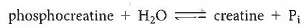 Utilizing Additivity. The additivity of thermodynamic parameters discussed in Problem 5-11 applies not just to sequential reactions in a pathway, but to any reactions or processes. Moreover, it applies to subtraction of reactions. Use this information to answer the following questions: (a)The phosphorylation of glucose using inorganic phosphate (abbreviated P 1 )is endergonic ( G° = +3.3 kcal/mol), whereas the dephosphorylation (hydrolysis)of ATP is exergonic ( G ° = 7.3 kcal/mol):         Write a reaction for the phosphorylation of glucose by the transfer of a phosphate group from ATP, and calculate G ° for the reaction.   (b)Phosphocreatine is used by your muscle cells to store energy. The dephosphorylation of phosphocreatine (Reaction 5-40), like that of ATP, is a highly exergonic reaction with G ° = 10.3 kcal/mol:      Write a reaction for the transfer of phosphate from phosphocreatineto ADP to generate creatine and ATP, and calculate G ° for the reaction.