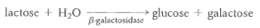 Enzyme Kinetics. The enzyme -galactosidase catalyzes the hydrolysis of the disaccharide lactose into its component monosaccharides:    (1) To determine V max and K m of -galactosidase for lactose, the same amount of enzyme (1 µ g per tube)was incubated with a series of lactose concentrations under conditions where product concentrations remained negligible. At each lactose concentration, the initial reaction velocity was determined by assaying for the amount of lactose remaining at the end of the assay. The following data were obtained:     (a)Why is it necessary to specify that product concentrations remained negligible during the course of the reaction  (b)Plot v (rate of lactose consumption)versus [S] (lactose concentration). Why is it that when the lactose concentration is doubled, the increase in velocity is always less than twofold  (c)Calculate 1/v and 1/[S] for each entry on the data table, and plot 1/v versus 1/[S].  (d)Determine K m and V max from your double-reciprocal plot.  (e)On the same graph as part b, plot the results you would expect if each tube contained only 0.5 / µ g of enzyme. Explain your graph.