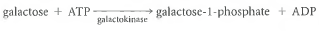 More Enzyme Kinetics. The galactose formed in Reaction 6-17 can be phosphorylated by the transfer of a phosphate group from ATP, a reaction catalyzed by the enzyme galactokinase:    (1) Assume that you have isolated the galactokinase enzyme and have determined its kinetic parameters by varying the concentration of galactose in the presence of a constant, high (i.e., saturating)concentration of ATP. The double-reciprocal (Lineweaver-Burk)plot of the data is shown as Figure.  (a)What is the K m of galactokinase for galactose under these assay conditions What does K m tell us about the enzyme  (b)What is the V max of the enzyme under these assay conditions What does V max tell us about the enzyme  (c)Assume that you now repeat the experiment, but with the ATP concentration varied and galactose present at a constant, high concentration. Assuming that all other conditions are maintained as before, would you expect to get the same V max value as in part b Why or why not  (d)In the experiment described in part c, the K m value turned out to be very different from the value determined in part b. Can you explain why  Figure Double-Reciprocal Plot for the Enzyme Galactokinase.    
