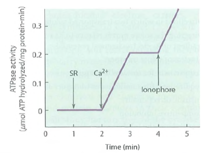 The Calcium Pump of the Sarcoplasmic Reticulum. Muscle cells use calcium ions to regulate the contractile process. Calcium is both released and taken up by the sarcoplasmic reticulum (SR). Release of calcium from the SR activates muscle contraction, and ATP-driven calcium uptake causes the muscle cell to relax afterward. When muscle tissue is disrupted by homogenization, the SR forms small vesicles called microsomes that maintain their ability to take up calcium. In the experiment shown in Figure, a reaction medium was prepared to contain 5 m M ATP and 0.1 M KC1 at pH 7.5. An aliquot of SR microsomes containing 1.0 mg protein was added to 1 mL of the reaction mixture, followed by 0.4 mmol of calcium. Two minutes later, a calcium ionophore was added. (An ionophore is a substance that facilitates the movement of an ion across a membrane.)ATPase activity was monitored during the additions, with the results shown in the figure. (a)What is the ATPase activity, calculated as micromoles of ATP hydrolyzed per milligram of protein per minute  (b)The ATPase is calcium-activated, as shown by the increase in ATP hydrolysis when the calcium was added and the decrease in hydrolysis when all the added calcium was taken up into the vesicles 1 minute after it was added. How many calcium ions are taken up for each ATP hydrolyzed  (c)The final addition is an ionophore that carries calcium ions across membranes. Why does ATP hydrolysis begin again  FIGURE Calcium Uptake by the Sarcoplasmic Reticulum.   