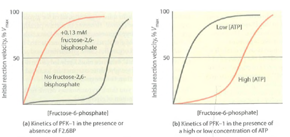 Regulation of Phosphofructokinase-1. Shown in Figure are plots of initial reaction velocity (expressed as % of Vmax)vs. fructose-6-phosphate concentration for liver phosphofructokinase (PFK-1)in the presence and absence of fructose-2,6-bisphosphate (F2.6BP)(Figure 9-14a)and in the presence of a low or high concentration of ATP (Figure b). (a)Explain the effect of F2,6BP on enzyme activity as shown in Figure a. (b)Explain the effect of the ATP concentration on the data shown in Figure b. (c)What assumptions do you have to make about the concentration of ATP in Figure a and about the concentration of F2.6BP in Figure b Explain. FIGURE Allosteric Regulation of Phosphofructokinase-1. Shown here are Michaelis-Menten plots of liver phosphofructokinase (PFK-1)activity, depicting (a)the dependence of initial reaction velocity on concentration of the substrate fructose-6-phosphate in the presence (red line)or absence (black line)of fructose- 2,6-bisphosphate and (b)the dependence of initial reaction velocity on fructose-6-phosphate concentration at high (red line)or low (black line)ATP concentrations. In both cases, initial reaction velocity is expressed as a percentage of Vmax, the maximum velocity.