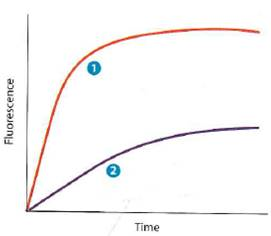 QUANTITATIVE Actin' Up. The polymerization of G-actin into microfilaments can be followed using pyrene-labeled actin and a device to measure the fluorescence of polymerized actin in a test tube. The increase in fluorescence can then be plotted over time, similar to using light-scattering to measure tubulin polymerization. Examine the graph in Figure 13-25, and identify which of the curves corresponds to each of the following situations. In each case, state your reasoning.     (a)Pyrene-labeled actin is added alone in the presence of buffer. (b)Pyrene-labeled actin is added along with purified Arp2/3 complex proteins and a purified protein fragment that corresponds to active N-WASP (a WASP family protein).