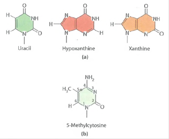 Nonstandard Purines and Pyrimidines. Shown in Figure are three nonstandard nitrogenous bases that are formed by the deamination of naturally occurring bases in DNA. (a)Indicate which base in DNA must be deaminated to form each of these bases. (b)Why are there only three bases shown, when DNA contains four bases  (c)Why is it important that none of the bases shown in Figure a occurs naturally in DNA  (d)Figure b shows 5-methylcytosine, a pyrimidine that arises naturally in DNA when cellular enzymes methylate cytosine. Why is the presence of this base likely to increase the probability of a mutation  FIGURE 19-46 Structures of Several Nonstandard Purines and Pyrimidines.    