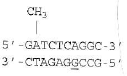 Mismatch repair. Given the following mismatch (underlined)following replication in E. coli, what will be the sequence of the correctly repaired DNA CH 3 = methyl group. Mutant sequence:   