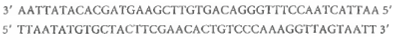 The Genetic Code and Two Human Hormones. The following is the actual sequence of a small stretch of human DNA:     (a)What are the two possible RNA molecules that could be transcribed from this DNA  (b)Only one of these two RNA molecules can actually be translated. Explain why.  (c)The RNA molecule that can be translated is the mRNA for the hormone vasopressin. What is the apparent amino acid sequence for vasopressin (The genetic code is given in Figure 21-6.) (d)In its active form, vasopressin is a nonapeptide (that is, it has nine amino acids)with cysteine at the N-terminus. How can you explain this in light of your answer to part c  (e)A related hormone, oxytocin, has the following amino acid sequence:      Where and how would you change the DNA that codes for vasopressin so that it would code for oxytocin instead Does your answer suggest a possible evolutionary relationship between the genes for vasopressin and oxytocin