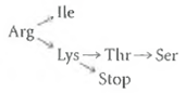Tracking a Series of Mutations. The following diagram shows the amino acids that result from mutations in the codon for a particular amino acid in a bacterial polypeptide:     Assume that each arrow denotes a single base-pair substitution in the bacterial DNA. (a)Referring to the genetic code table in Figure 21-6, determine the most likely codons for each of the amino acids and the stop signal in the diagram. (b)Starting with a population of mutant cells carrying the nonsense mutation, another mutant is isolated in which the premature stop signal is suppressed. Assuming wobble does not occur and assuming a single base change in the tRNA anticodon, what are all the possible amino acids that might be found in this mutant at the amino acid position in question