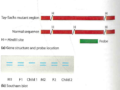 Tay-Sachs Screening. In a certain community, a mutant allele for Tay-Sachs disease (the gene encoding the enzyme hexosaminidase A)exists at a high frequency. This mutation removes a Hin dIII restriction site (H)in the gene. A probe is available for this region, as shown in Figure 21-33a. Two couples in this community are expecting children. Each couple has a prenatal DNA test to determine if their child will have Tay-Sachs. The results of a Southern     blot using Hin dII digested DNA probed for the region are shown in Figure 21-33b. What advice would you give to each couple in terms of preparing for a child with Tay-Sachs