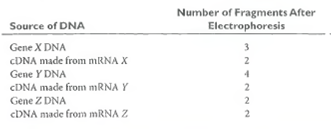Introns. To investigate the possible presence of introns in three newly discovered genes ( X, Y, and Z), you perform an experiment in which the restriction enzyme Hae IIIis used to cleave either the DNA of each gene or the cDNA made by copying its mRNA with reverse transcriptase. The resulting DNA fragments are separated by gel electrophoresis, and the presence of fragments in the gels is detected by hybridizing to a radioactive DNA probe made by copying the intact gene with DNA polymerase in the presence of radioactive substrates. The following results are obtained:     (a)What can you conclude about the number of introns present in gene X  (b)What can you conclude about the number of introns present in gene Y  (c)What can you conclude about the number of introns present in gene Z