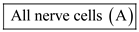(a) The axonal endings of neurons that innervate muscles are in direct contact with muscle cells. However, there is no direct contact between neurons that communicate with other neurons. There is a gap between the axon of on cell and the dendrites of another called the synapse. Hence, the given statement is   . (b) During an action potential, the influx of sodium ions makes the membrane potential positive. So, in resting state, the membrane potential of the axonal membrane is negative always. Hence, the given statement is true of   . (c) The nodes of Ranvier are present at intervals along myelinated axons. However, not all axons are surrounded by a myelin sheath. Hence, the given statement is   . (d) At rest, the membranes of all axons are naturally more permeable to potassium than sodium. As a result, the resting membrane potential is closer to the equilibrium potential of potassium. Hence, the given statement is true of   (e) Excitation of the membrane triggers the opening of sodium channels at the axon hillock. As a result, the membrane becomes more permeable to sodium and depolarization occurs. However, all the nerve cells do not get excited with transient increase in permeability of sodium ions. Hence, the given statement is   . (f) Not all axons are large enough to be measured with electrodes. For studies requiring the measurement of electrical potentials, giant squid axons are used because they are large enough to be connected to electrodes. Hence, the given statement is   . (g) Serotonin release is not influenced by the elevation of calcium levels. Hence, the given statement is true of   .