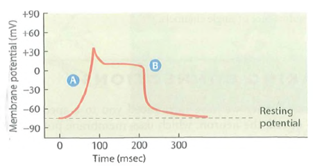 Heart Throbs. An understanding of muscle cell stimulation involves some of the same principles as nerve cell stimulation, except that calcium ions play an important role in the former. The following ion concentrations are typical of those in human heart muscle and in the serum that bathes the muscles: [K + ]: 150 m M in cell, 4.6 m M in serum [Na + ]: 10 m M in cell, 145 m M in serum [Ca 2+ ]: 0.001 m M in cell, 6 m M in serum Figure depicts the change in membrane potential with time upon stimulation of a cardiac muscle cell. (a)Calculate the equilibrium potential for each of the three ions, given the concentrations listed. (b)Why is the resting membrane potential significantly more negative than that of the squid axon (-75 mV versus -60 mV) (c)The more positive membrane potential in region   of the graph could in theory be due to the movement across the membrane of one or both of two cations. Which cations are they, and in what direction would you expect each of them to move across the membrane (d)How might you distinguish between the possibilities suggested in part c (e)The rapid decrease in membrane potential that is occurring in region   is caused by the outward movement of potassium ions. What are the driving forces that cause potassium to leave the cell at this point Why aren't the same forces operative in region   of the curve FIGURE The Action Potential of a Muscle Cell of the Human Heart.  <div style=padding-top: 35px> 