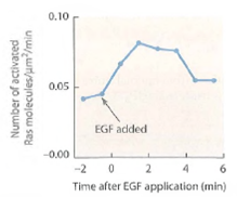 Following Ras activation. It is possible to use engineered molecules to follow the activation of individual Ras molecules in stimulated cells using a technique called fluorescence resonance energy transfer (FRET; see the Appendix for further details). Figure shows the time course of Ras activation following stimulation by epidermal growth factor (EGF). (a)Based on the graph, how long does it take for maximal Ras activation to be achieved  (b)Why does Ras activity decline after a few minutes, even when EGF is still present  Figure Activation of Ras following Epidermal Growth Factor (EGF)stimulation.    