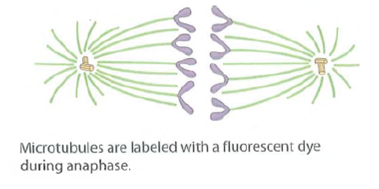 Cell Cycle Regulation. Recall that one approach to the study of cell cycle regulation has been to fuse cultured cells that are at different stages of the cell cycle and observe the effect of the fusion on the nuclei of the fused cells (heterokaryons). When cells in G1 are fused with cells in S, the nuclei from the G1 cells begin DNA replication earlier than they would have if they had not been fused. In fusions of cells in G2 and S, however, nuclei continue their previous activities, apparently uninfluenced by the fusion. Fusions between mitotic cells and interphase cells always lead to chromatin condensation in the nonmitotic nuclei. Based on these results, identify each of the following statements about cell cycle regulation as probably true (T), probably false (F), or not possible to conclude from the data (NP). (a)The activation of DNA synthesis may result from the stimulatory activity of one or more cytoplasmic factors. (b)The transition from S to G2 may result from the presence of a cytoplasmic factor that inhibits DNA synthesis.  (c)The transition from G2 to mitosis may result from the presence in the G2 cytoplasm of one or more factors that induce chromatin condensation.  (d)G1 is not an obligatory phase of all cell cycles.  (e)The transition from mitosis to G1 appears to result from the disappearance or inactivation of a cytoplasmic factor present during M phase.  FIGURE Use of Laser Photobleaching to Study Chromosome Movement During Mitosis. See Problem.           